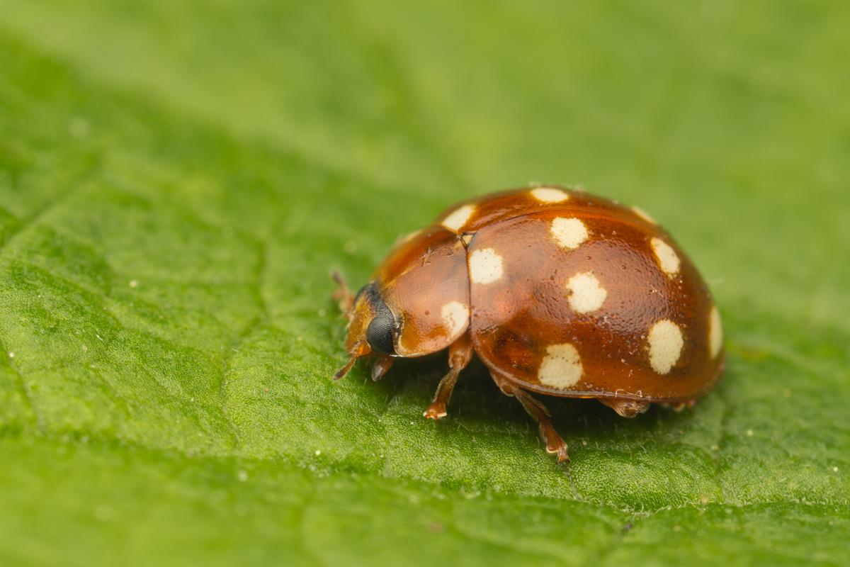 Cream-Spot Ladybird